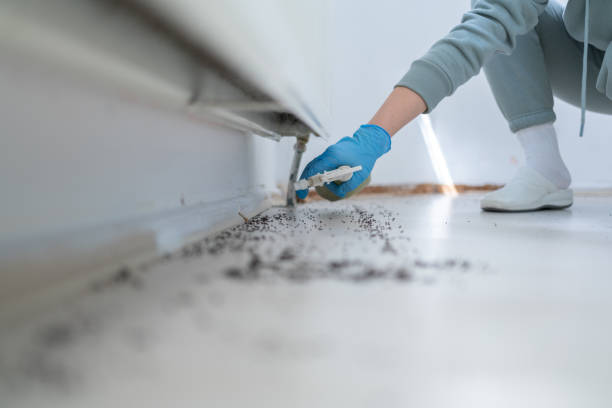 Best Pest Control Near Me in Greeley, CO